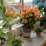 Charming 1br With Terrace Praca Flores | By Airnest * Lisboa