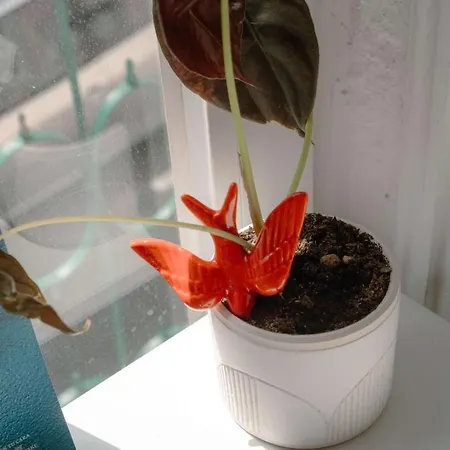 Apartamento Charming 1br With Terrace Praça Flores | By Airnest *